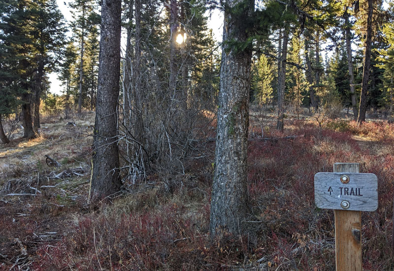 forest, trail sign