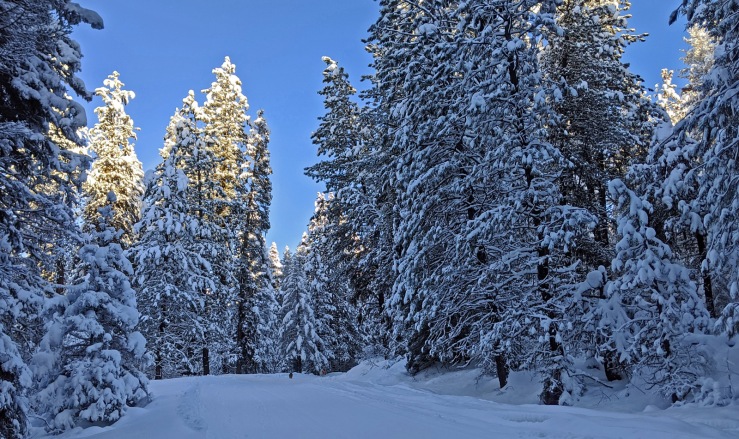 snow, trees, sunlight