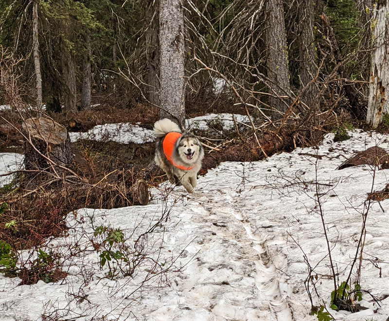 dog running, snow, trees