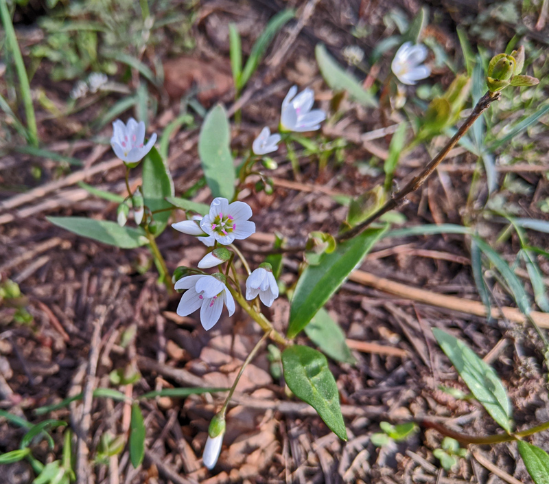 springbeauty wildflower