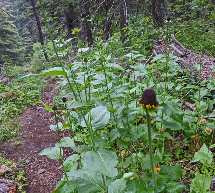 coneflowers beside trail