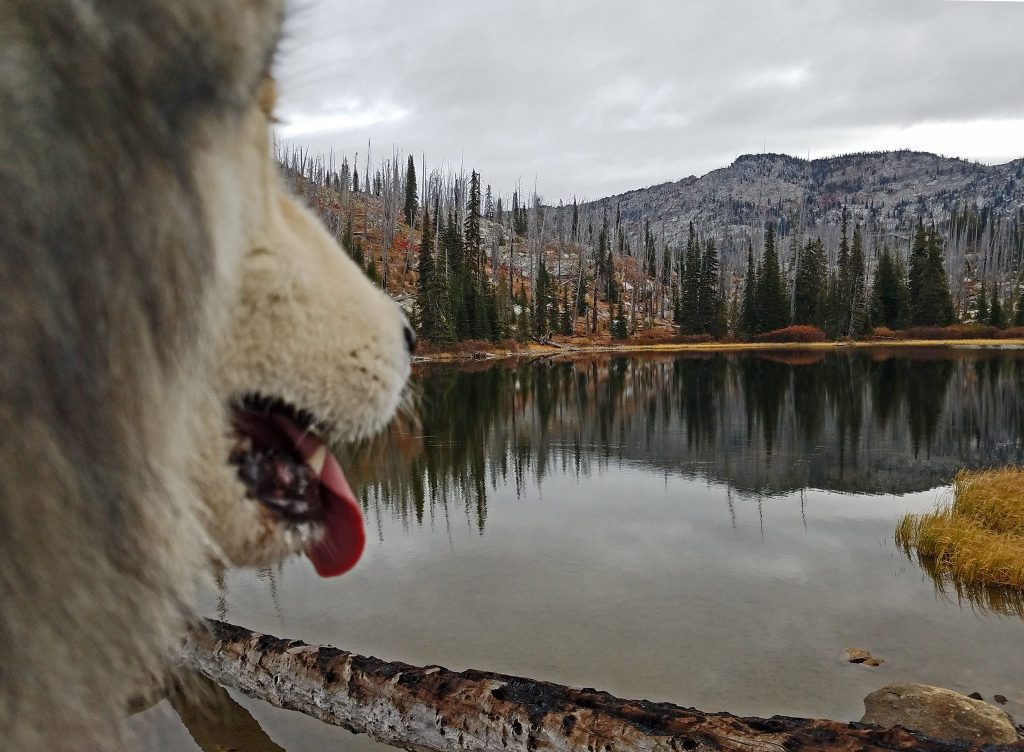 dog, lake, mountain