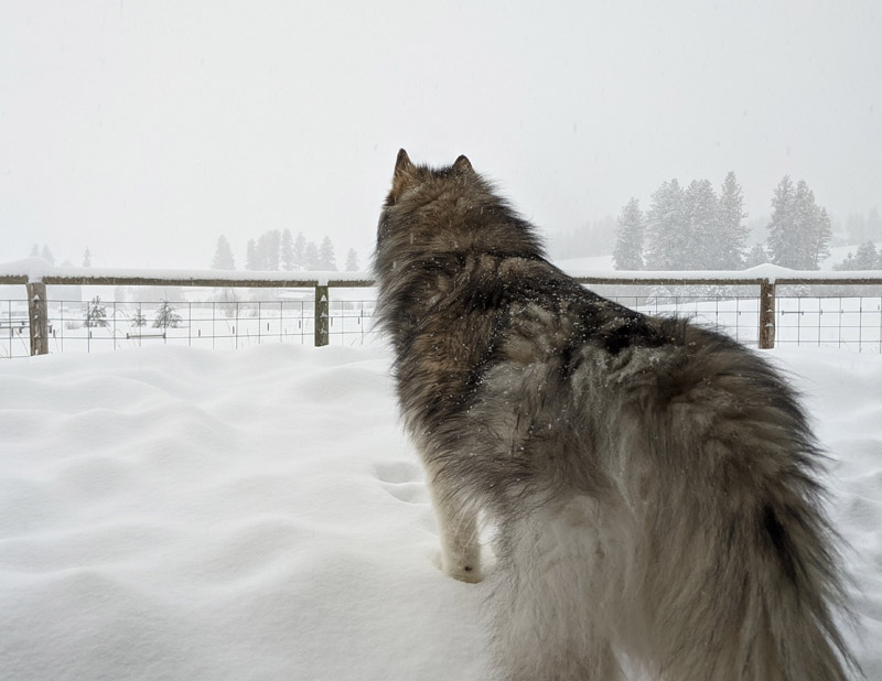 dog, snow, fence, trees
