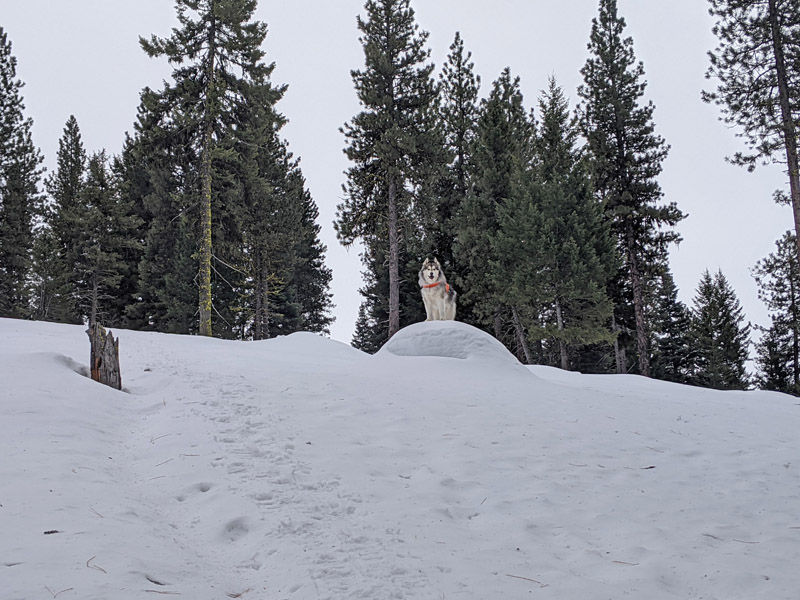 snow, dog on small boulder