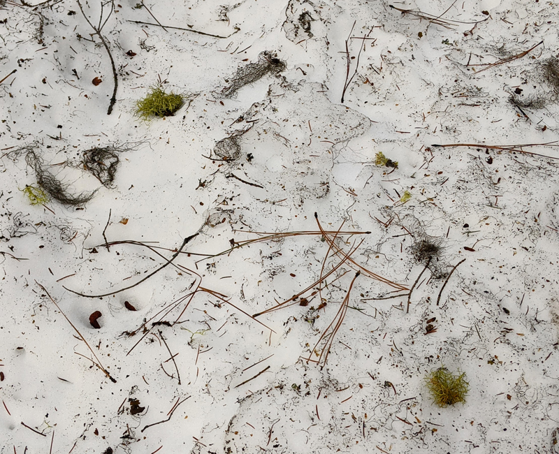 lichen and pine needles on snow