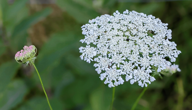 Queen Anne's Lace – VIRGINIA WILDFLOWERS