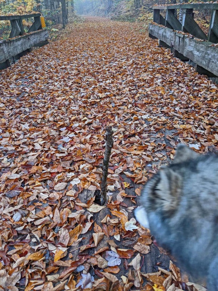 dog near stick in hole on bridge covered in leaves