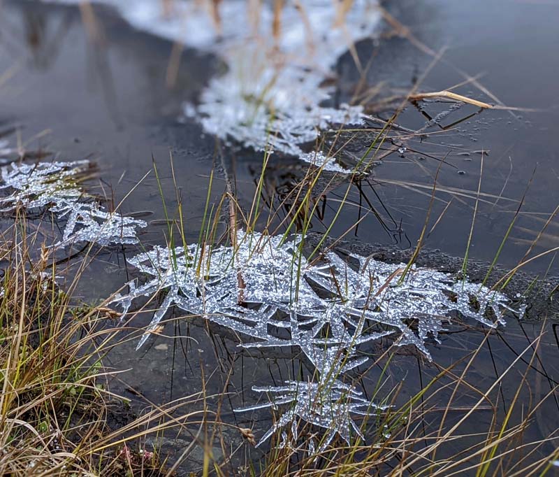Close-up of ice formations among grasses in pond.