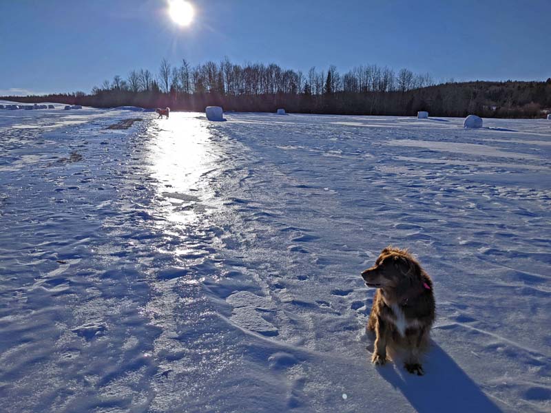 Sun glare on icy snow, with dogs.