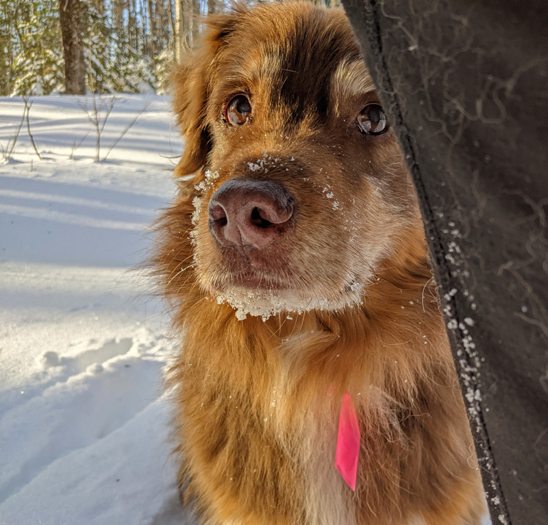 dog behind person's leg on snowshoe trail
