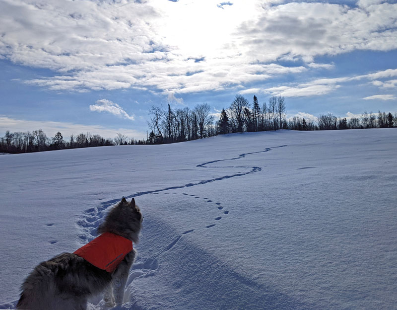 dog looking at tracks in snow-covered field