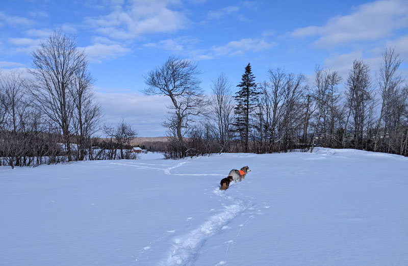 dogs on snowshoe trail in field with trees beyond