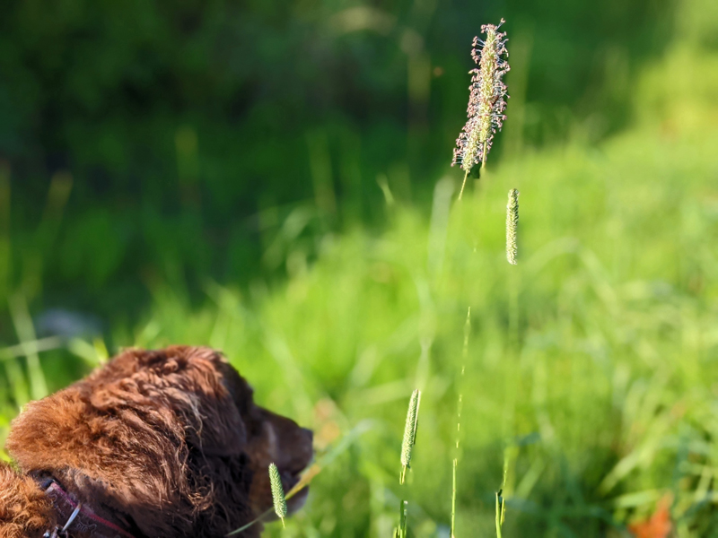 field grass seed head in focus, blurry dog head eating grass on left
