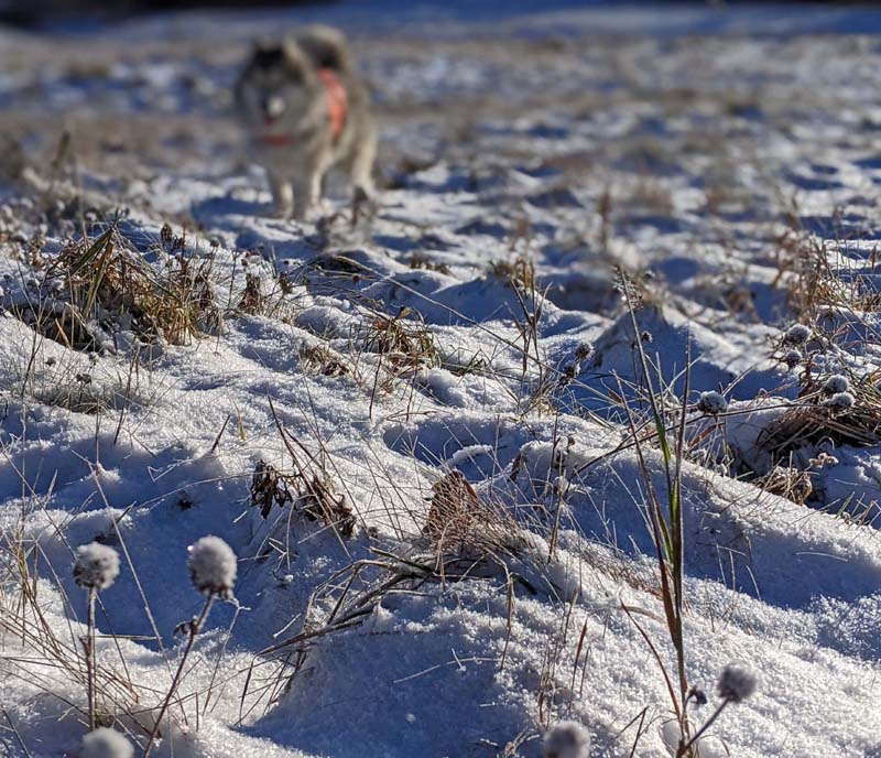 fresh snow on dead field grasses and seed heads, blurry dog approaching in background
