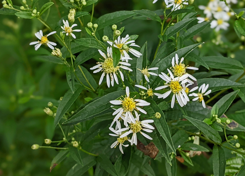 closeup of white parasol flat-top aster flowers